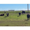 Image 13 : Jay Be Acres Ltd. - 950# July Delivery Grass Heifers - 62 Head (Deloraine, MB)