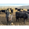 Image 8 : Lowe Ranches - 685# March Delivery Steers - 44 Head (Nanton, AB)