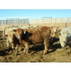 Image 3 : Douglass Agro - 715# March Delivery Heifers - 175 Head (Gem, AB)