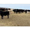 Image 14 : Vee Tee Feeders - 930# May Delivery Steers - 260 Head (Lloydminster, SK)