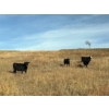 Image 4 : Herbert Ranching - 935# October Delivery Grass Heifers - 110 Head (Wainwright, AB)