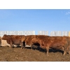 Image 9 : Breault Ranching Ltd. - 1500# Cows - 218 Head (Ste. Rose, MB) VBP+