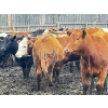 Image 4 : Larnie's Bar 3K Ranch - 870# June Delivery Steers - 120 Head (Onoway, AB)