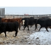 Image 8 : Church Ranches - 688# March Delivery Heifers - 47 Head (Cochrane, AB)