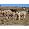 Image 6 : Johnston Ranches - 690# October Delivery Steer Calves - 80 Head (Cereal, AB)