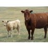 Image 3 : Wolfer Ranching/Wolfer Cattle Co. - 575# October Delivery Heifer Calves - 60 Head (Tilley, AB)