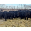 Image 2 : Zuchkan Farms Land & Livestock Ltd. - 55 Black/BBF Angus X April/May Calving Bred Heifers