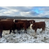 Image 7 : Greg & Cole Johnson - 710# November Delivery Steer Calves - 84 Head (Vogar, MB)
