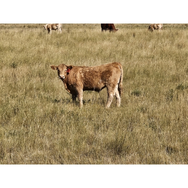 Logan Ranching - 685# November Delivery Steer Calves - 85 Head (Oyen, AB)