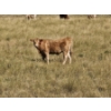Image 1 : Logan Ranching - 685# November Delivery Steer Calves - 85 Head (Oyen, AB)