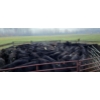 Image 9 : Schweb Family Cattle - 650# October Delivery Steer Calves - 90 Head (Logan Lake, BC)