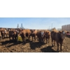 Image 6 : Cattlewood Farms Ltd. - 870# May Delivery Heifers - 280 Head (Vauxhall, AB)