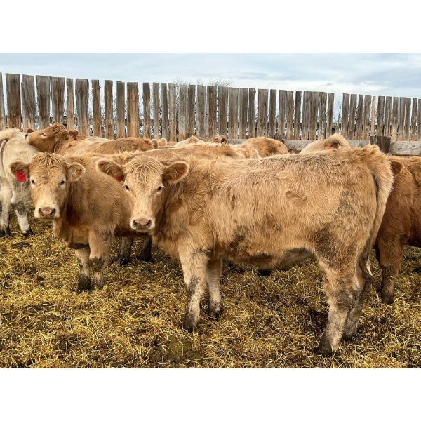 Brian & Vanessa Plett - 20 Tan Heifers