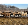 Image 5 : Hawks Haven Ranch - 950# February Delivery Steers - 66 Head (Compeer, AB)
