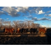 Image 22 : Chris Bartel - 1075# June Delivery Steers - 58 Head (Fort Vermilion, AB)