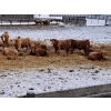 Image 5 : Four Harts Cattle Co. - 900# March Weaned Steers - 210 Head (Vermilion, AB)