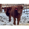 Image 11 : Blue Moon Cattle Co. - 800# March Delivery Weaned Heifers - 60 Head (Irricana, AB)