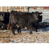 Image 4 : Brush Hills Ranch - 735# February Delivery Steers - 67 Head (Bentley, AB)