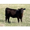 Image 4 : Douglass Bros. Ranching - 580# November Delivery Heifer Calves - 100 Head (Gem, AB)