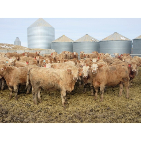 Williamson Farms - 963# Feb/March Delivery Steers - 194 Head (Lomond, AB)
