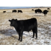 Image 7 : Coal Creek Ranching - 575# December Delivery Steer Calves - 90 Head (Brooks, AB) VBP+