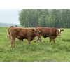 Image 5 : R-Five Simmentals - 825# September Delivery Steer Calves - 75 Head (Hoadley, AB)