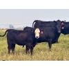 Image 12 : Valley View Ranch - 910# October Delivery Grass Heifers - 45 Head (Strathmore, AB)