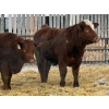 Image 4 : Brandt Boys Beef & Grain - 960# March Delivery Steers - 64 Head (Tolstoi, MB)