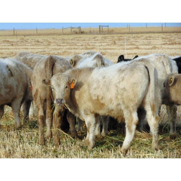 Copperfield Farming - 710# January Weaned Steers - 80 Head (Vauxhall, AB)