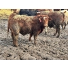 Image 4 : Birch Island Land & Cattle - 1025# April Delivery Steers - 57 Head (Rhein, SK)