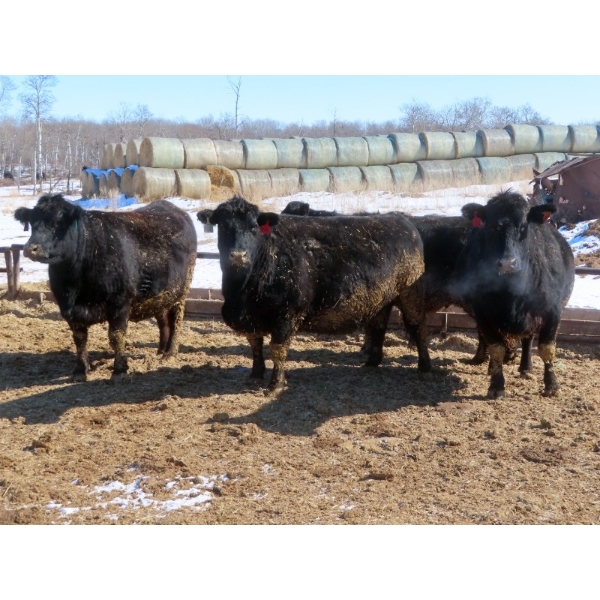David Garvey - 1625# March Delivery Cows - 67 Head (Wapella, SK)