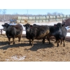 Image 1 : David Garvey - 1625# March Delivery Cows - 67 Head (Wapella, SK)