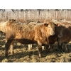 Image 8 : Darcy, Colton & Blake Reinhardt - 850# February Delivery Heifers - 145 Head (Redland, AB)