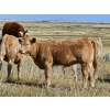 Image 2 : Logan Brothers (Rod, Barry & Bruce) - 600# Heifer Calves - 80 Head (Oyen, AB)