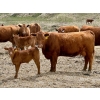 Image 4 : Meyer Cattle Inc. - 20 Red Angus X 2nd Calf Pairs (Lethbridge, AB)