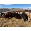 Image 5 : Lowe Ranches - 614# March Delivery Steers - 25 Head (Nanton, AB)