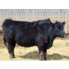 Image 9 : Leon Torkelson - 710# April Delivery Heifers - 90 Head (Millicent, AB)