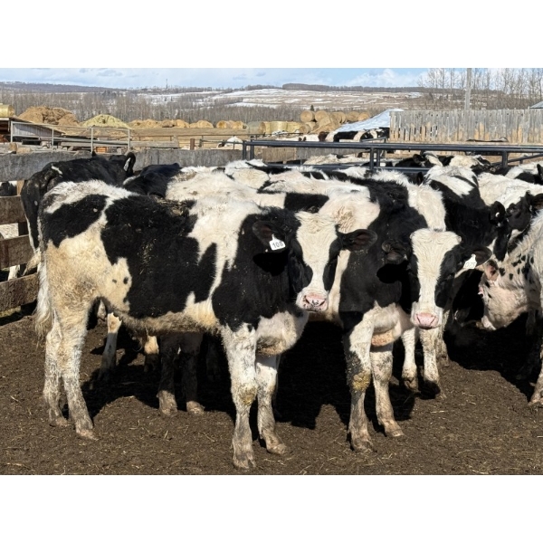 CS Livestock - 575# Holstein Steers - 27 Head (Rimbey, AB)