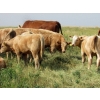 Image 2 : Ernie, Kathy & Kyle Lee - 580# Steer Calves - 90 Head (Hanna, AB)
