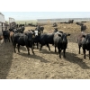 Image 4 : Hegedys Ranching - 970# May Delivery Steers - 160 Head (Acme, AB)