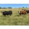 Image 6 : John Bland - 860# September Grass Heifers - 125 Head (Rimbey, AB)