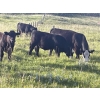 Image 11 : Gordon, Amanda & Chance Whittemore - 780# October Delivery Steer Calves - 75 Head (Elnora, AB)
