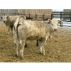 Image 6 : Wynnton Brandt - 925# June Delivery Heifers - 130 Head (Tolstoi, MB)