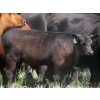 Image 4 : L & J Ranch - 550# October Delivery Steer Calves - 70 Head (Harptree, SK)