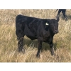 Image 5 : Standing Farms - 560# October Delivery Steer Calves - 105 Head (Hanna, AB)