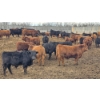 Image 4 : South Island Farms - 900# March Delivery Steers - 135 Head (Bow Island, AB)