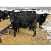 Image 2 : Chris, Debbie & Dwayne Wimmer - 765# March Delivery Steers - 78 Head (Lundar, MB)