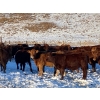 Image 5 : CL Ranches Ltd. - 525# December Weaned Steers - 80 Head (Cochrane, AB) VBP+
