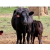 Image 17 : Kyle Torkelson - 10 Black 1st Calf Pairs (Millicent, AB)
