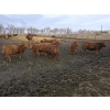 Image 5 : Franz Land & Cattle - 850# March Delivery Heifers - 48 Head (Medicine Hat, AB)